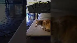 CAT on The STREET of Baku, Azerbaijan 🇦🇿