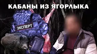 Wild boars from Yagorlyk