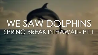 Dolphin Sighting! Hawaii Spring Break Adventure Pt. 1