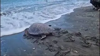Tartarughe Caretta caretta rimesse in libertà nel Parco di Punta Campanella