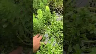 Descubre la belleza de las plantas acuáticas cultivadas en un sistema acuapónico. 🌿💧