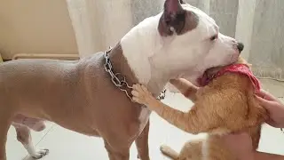 Стафф убийца против кота))
