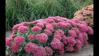 Какие многолетние кусты выбрать для сада Which perennial bushes to choose for the garden