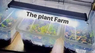 I never have to buy plants again!
