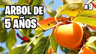 Cómo TRASPLANTAR un ÁRBOL ADULTO 🌳 Consejos y Trucos!! Vlog #9 | La Huerta de Ivan