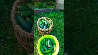 Огурцы завалили урожаем, плети не выдерживают 🥒👌🤣 #огурцы #урожай #огород #дача #оттатьяныслюбовью