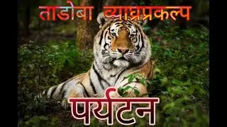 ताडोबा जंगल
