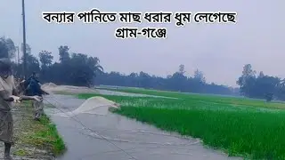 বন্যার পানিতে মাছ ধরার ধুম লেগেছে গ্রাম-গঞ্জে #floodcumilla #flood #গোমতীরবন্যা