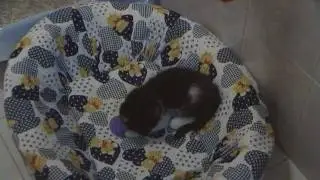 Flynn