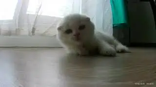 Zeus is playing