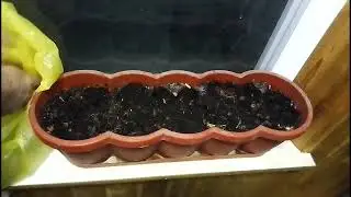 Зимой лук плохо растет,сделаю перерыв.