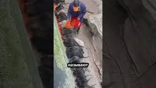 Милая крыса 🐀