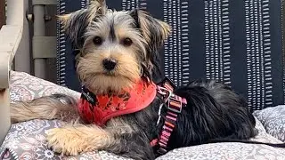 My New Puppy - Yorkie  (8 weeks - 5 months)