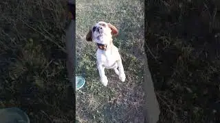С Лордом на прогулке10#beagle#Lord#бигль#Лорд
