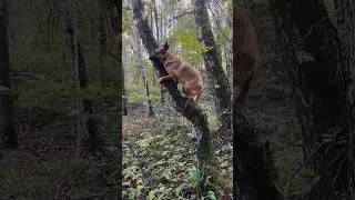 Когда в душе ты обезьянка