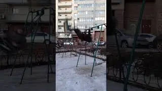 Мой друг Жёстко раскачался на качели и спрыгнул.