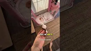 🎀🐾 ¡Papá Me Hizo una Habitación Rosa! 🥹💗