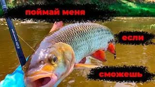 Ловля крупного голавля на течении.