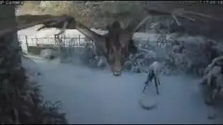 Дракон уже спешит в полёт! Скоро, скоро Новый год!