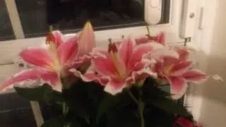 My Front Garden Colourful Flowers!
