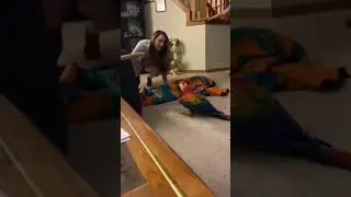 Parrot screams and runs away from humans magic trick