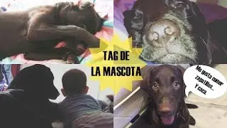 TAG DE LA MASCOTA | Mi cachorro de labrador AHRI