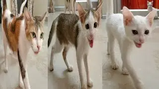 Cute Cats Meowing | Cat House | OMG So Funny Cats | Cute Cats | Cute Kittens | #cutecats | #shorts