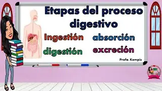 Etapas del proceso digestivo: ingestión, digestión, absorción y excreción