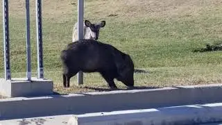 JAVELINA ! !