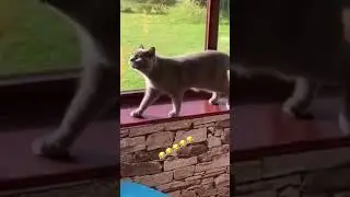 So cute