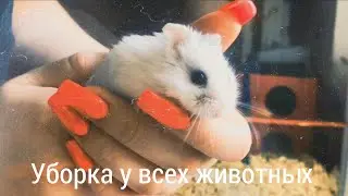 Уборка у всех питомцев и ответы на вопросы