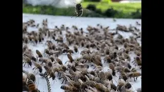 Classic Honey Bee Swarm marching in the box - 2 QUEENS???