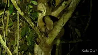 Oso hormiguero (Tamandua mexicana) durmiendo