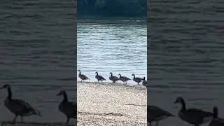 Strandbad Mannheim: nordische Gäste