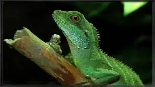 Modern Reptile Tribute Three: Physignathus / Water Dragon - Lizard.