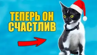 Kitten Rescue. Kitten Finds a Home / SANI vlog