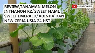 Review Sekejap Tanaman Melon Sweet Hami, Sweet Emerald, Adinda, Inthanon RZ & New Ceria Usia 24 HST