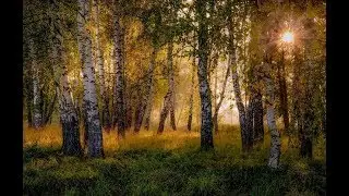 История! Однажды в лесу)