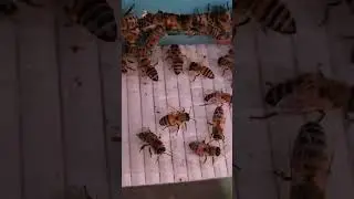 РАСШИРИЛИ ВХОД В УЛЕЙ#пчеловодство #пасека #пчёлы #пчелы #пчеловод #beekeeping #beekeeper #природа