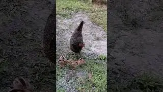 Hen 