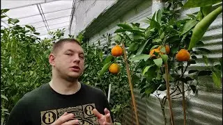 Мандарин Івасакі  \ C. unshiu 