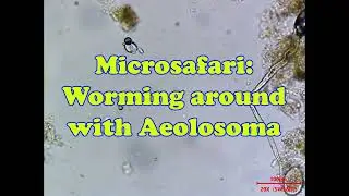 Microsafari: Worming around with  Aeolosoma