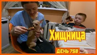 ||ДЕНЬ 758|| Релиф Адванс. Шашлыки и какой-то праздник. Ночные судороги Степана.