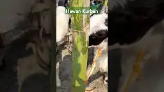 Berkurban #shortvideo #harirayaiduladha #harirayaqurban #harirayahaji #jamaahhaji #hajimabrur #haji
