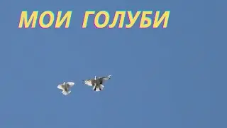 Гоняем Николаевских голубей!