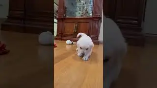 English Cream Golden Retriever Puppies