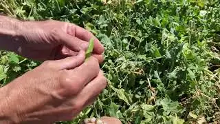 Topraktan direkt mideye en sevdiğim çiftçimin ellerinden #organic  #bezelye