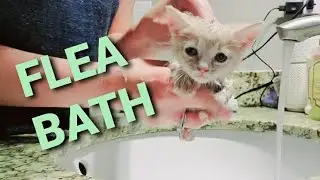SJ gets a flea bath & blowout |special needs kitten saved from euthanasia