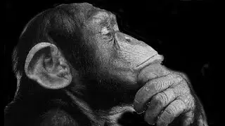 bigmonkeybanana.com