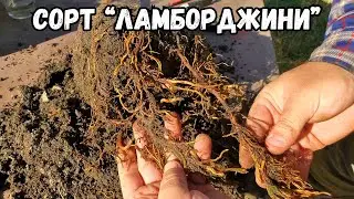 Воздушный отводок на весенней прививке винограда. РЕЗУЛЬТАТ!
